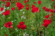 Papaver rhoeas