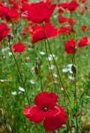 Papaver rhoeas