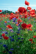 Papaver rhoeas