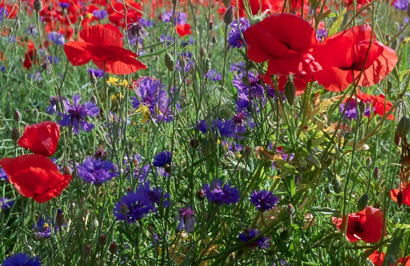 Centaurea cyanus