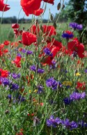 Centaurea cyanus