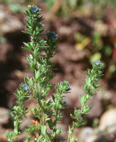 Veronica arvensis