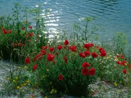 Papaver rhoeas