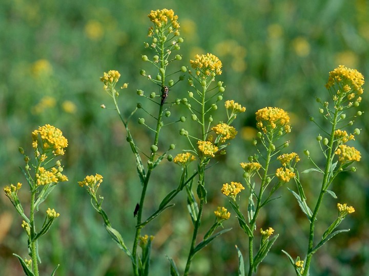 Neslia paniculata