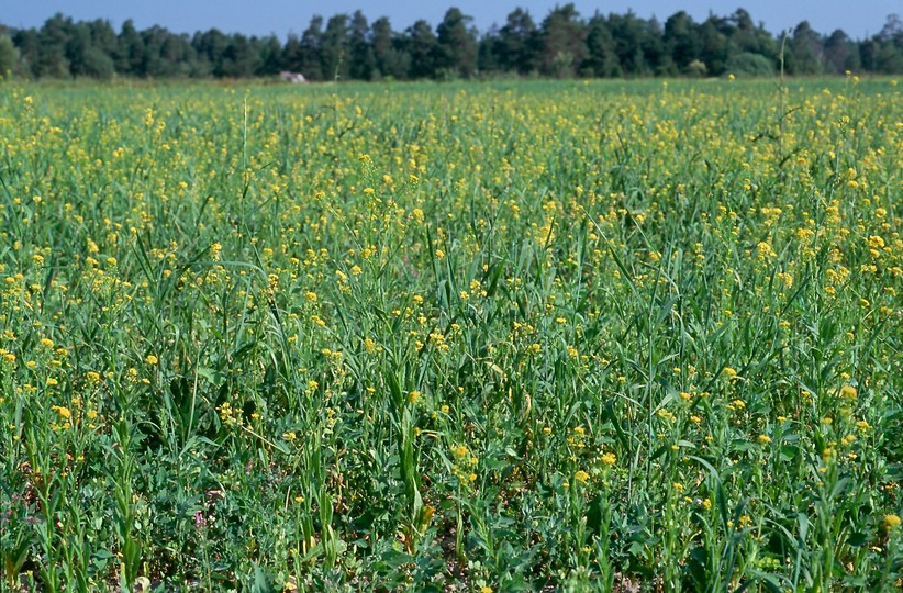 Neslia paniculata