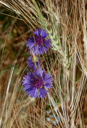 Centaurea cyanus