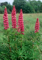 Lupinus polyphyllus