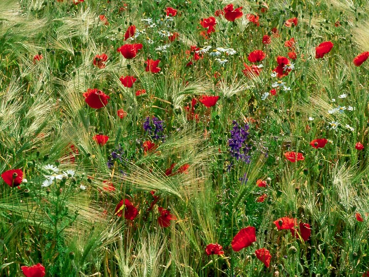 Papaver rhoeas