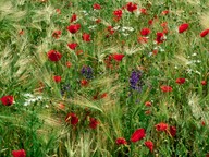 Papaver rhoeas