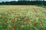 Papaver rhoeas