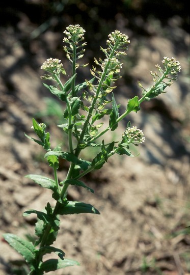 Lepidium campestre