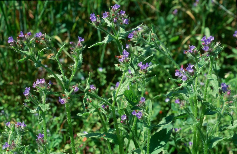 Anchusa arvensis