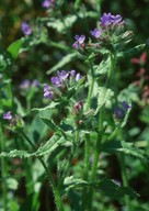 Anchusa arvensis