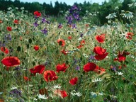 Papaver rhoeas