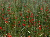 Papaver rhoeas