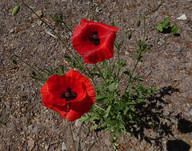 Papaver rhoeas