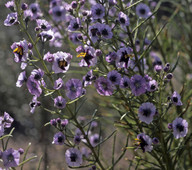 Cyanostegia angustifolia