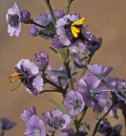 Cyanostegia angustifolia