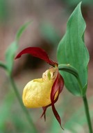 Cypripedium calceolus