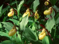 Cypripedium calceolus