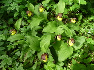 Cypripedium calceolus