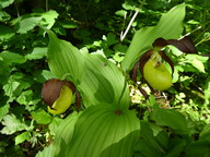 Cypripedium calceolus