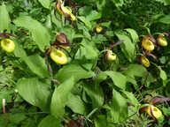 Cypripedium calceolus