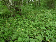 Cypripedium calceolus