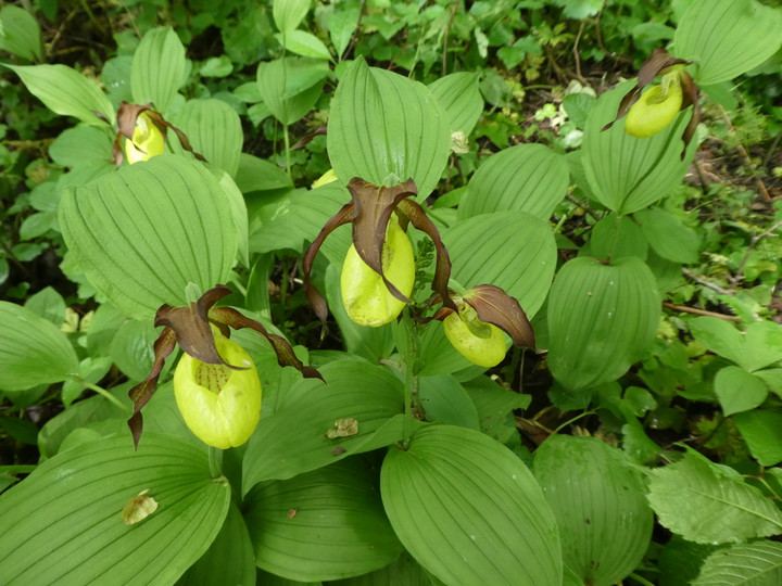 Cypripedium calceolus