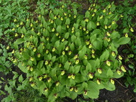 Cypripedium calceolus