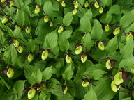 Cypripedium calceolus