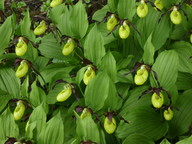 Cypripedium calceolus