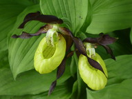 Cypripedium calceolus