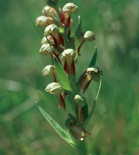 Dactylorhiza viridis