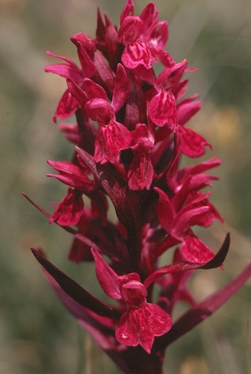 Dactylorhiza majalis