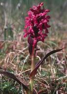 Dactylorhiza cruenta