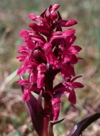 Dactylorhiza cruenta