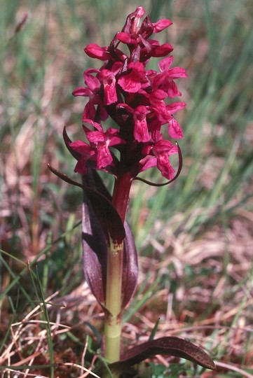 Dactylorhiza cruenta