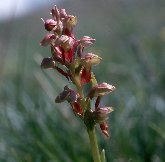 Dactylorhiza viridis