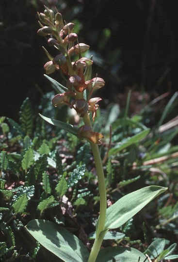 Dactylorhiza viridis