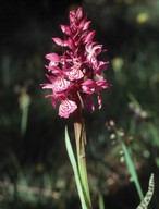 Dactylorhiza traunsteineri