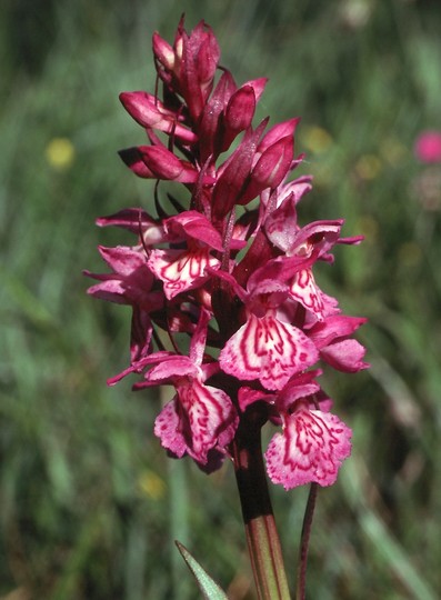 Dactylorhiza traunsteineri