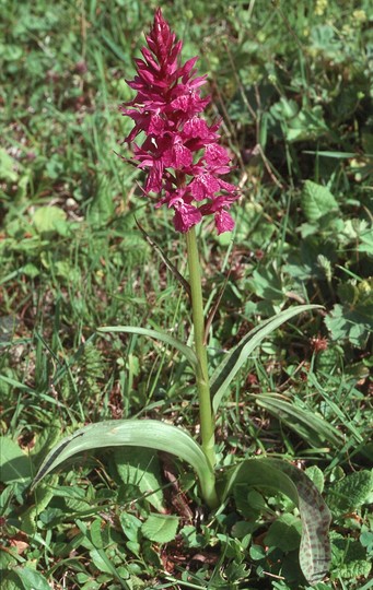 Dactylorhiza majalis