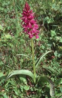 Dactylorhiza majalis