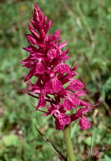 Dactylorhiza majalis