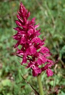 Dactylorhiza majalis