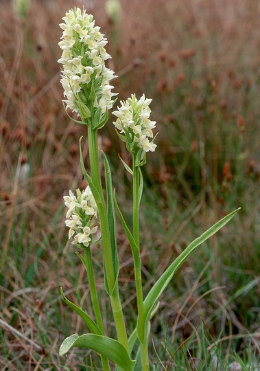 Dactylorhiza ochroleuca