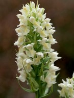 Dactylorhiza ochroleuca