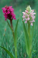 Dactylorhiza incarnata