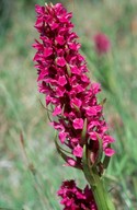 Dactylorhiza incarnata